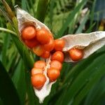 Iris foetidissima Fruit