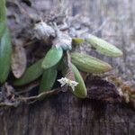 Bolusiella maudiae Hábito