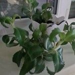 Kalanchoe daigremontiana Blatt
