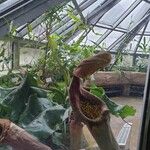 Nepenthes truncata Folha