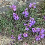 Penstemon hallii Habitus