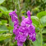 Stachytarpheta frantzii Flower