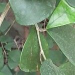 Ficus deltoidea Fuelha