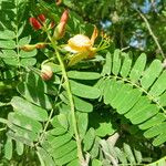 Tamarindus indica Цвят