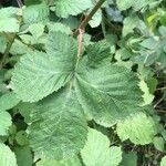 Rubus caesius Leaf