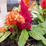 Celosia argentea Цветок