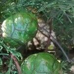 Cupressus sempervirens Fruto