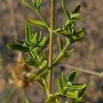 Hypericum perforatum Hoja