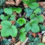 Fragaria × ananassa Blad