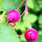 Amelanchier canadensis Plod