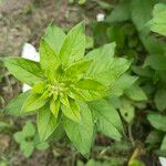 Lysimachia punctataFolha