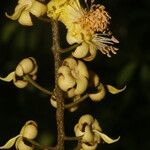 Fairchildia panamensis Flor