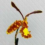 Psychopsis krameriana Flower