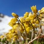 Draba aizoides Агульны выгляд