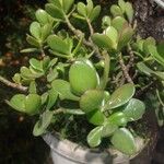 Crassula ovataLeaf