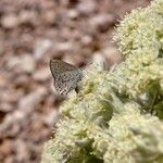 Eriogonum robustum Blomst