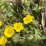 Potentilla hirtaFlor