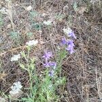 Delphinium verdunenseFlor