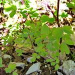 Thalictrum delavayi Ліст