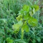 Thalictrum dioicum Hoja