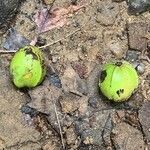 Carya glabra Plod