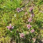 Lamium hybridumFlower