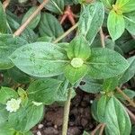 Gomphrena celosioides Листок