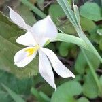 Eleutherine bulbosa Flor