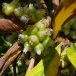 Cuscuta europaea Ffrwyth