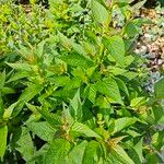 Agastache foeniculumLeaf