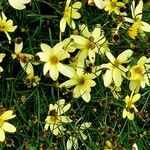 Coreopsis verticillata Цветок