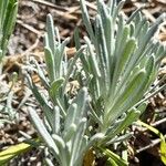 Lavandula × intermedia Leaf