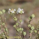 Thymus capitellatus