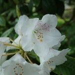 Rhododendron × peregrinum