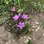 Gentianella germanica Цвят