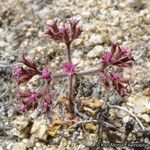 Chorizanthe fimbriata 花