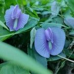 Centrosema virginianum Flower