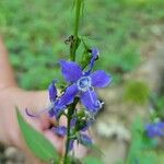 Campanula americanaফুল