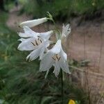 Paradisea liliastrum Flower