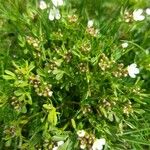 Cardamine resedifolia Lapas