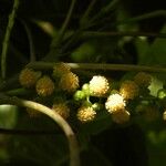 Hancea integrifolia Цвят