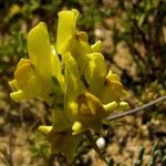 Linaria supinaFlower