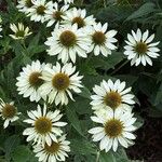 Echinacea pallida Virág