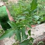 Solanum pimpinellifolium Leaf