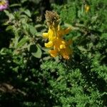 Adenocarpus foliolosus Flor