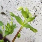 Cerastium diffusum Foglia