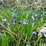 Scilla siberica Habitus