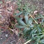 Helleborus foetidus 葉