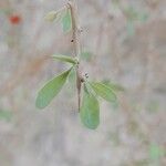 Lycium depressum Leaf