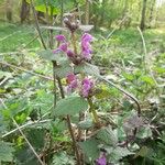 Lamium maculatumVirág